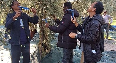 Uluslararası Öğrenciler Zeytin Hasadında Buluştu: "Yunusemre'nin İzinde Kardeşlik"