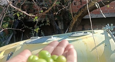 Zeytin Bahçesinde Sürpriz: Kasım Ayında Erik Verdi!