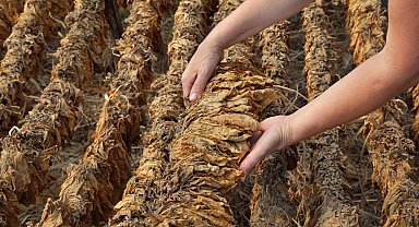 Manisa tütünde üretim ve ihracat rekoru kırdı