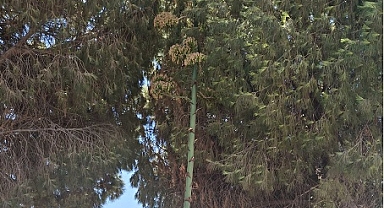 Akhisar’da 60 Yıllık Sabır Çiçeği İlk Defa Çiçek Açtı