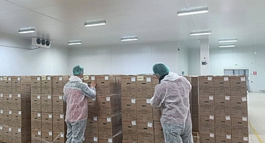 Akhisar’da Yumurta Üretim ve Paketleme Tesisine Mevzuat Denetimi