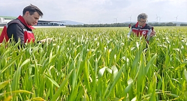 BUĞDAY TARLALARINDA HASTALIK VE ZARARLI DENETİMLER YAPILDI