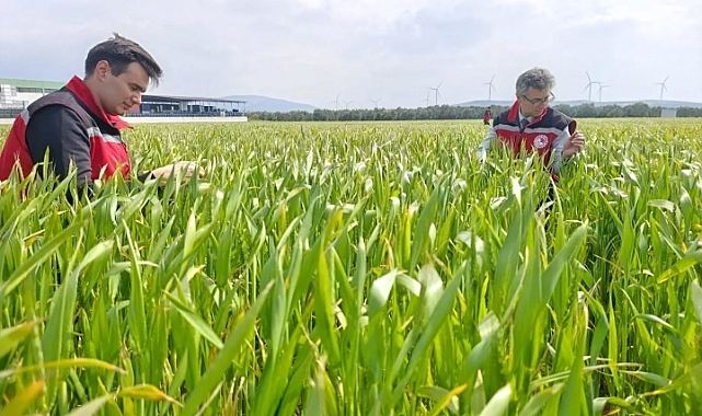BUĞDAY TARLALARINDA HASTALIK VE ZARARLI DENETİMLER YAPILDI