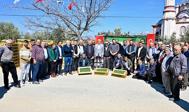 Gördes’te Üreticinin Yüzü Güldü: 73 Bin Domates Fidesi Toprakla Buluşuyor