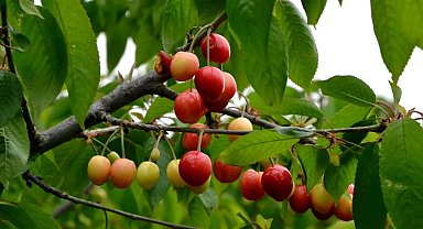 Manisa'da 'kırmızı altın' olarak nitelendirilen erkenci kirazda ilk hasat gerçekleşti. 