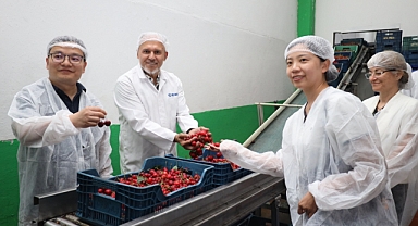 DÜNYA DEVİ ÇİN MANİSA KİRAZI İÇİN YENİDEN DÜĞMEYE BASTI
